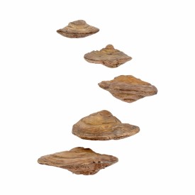 S/5 5/6/7/8/9" Fungi Mushroom Wall Decor, Natural
