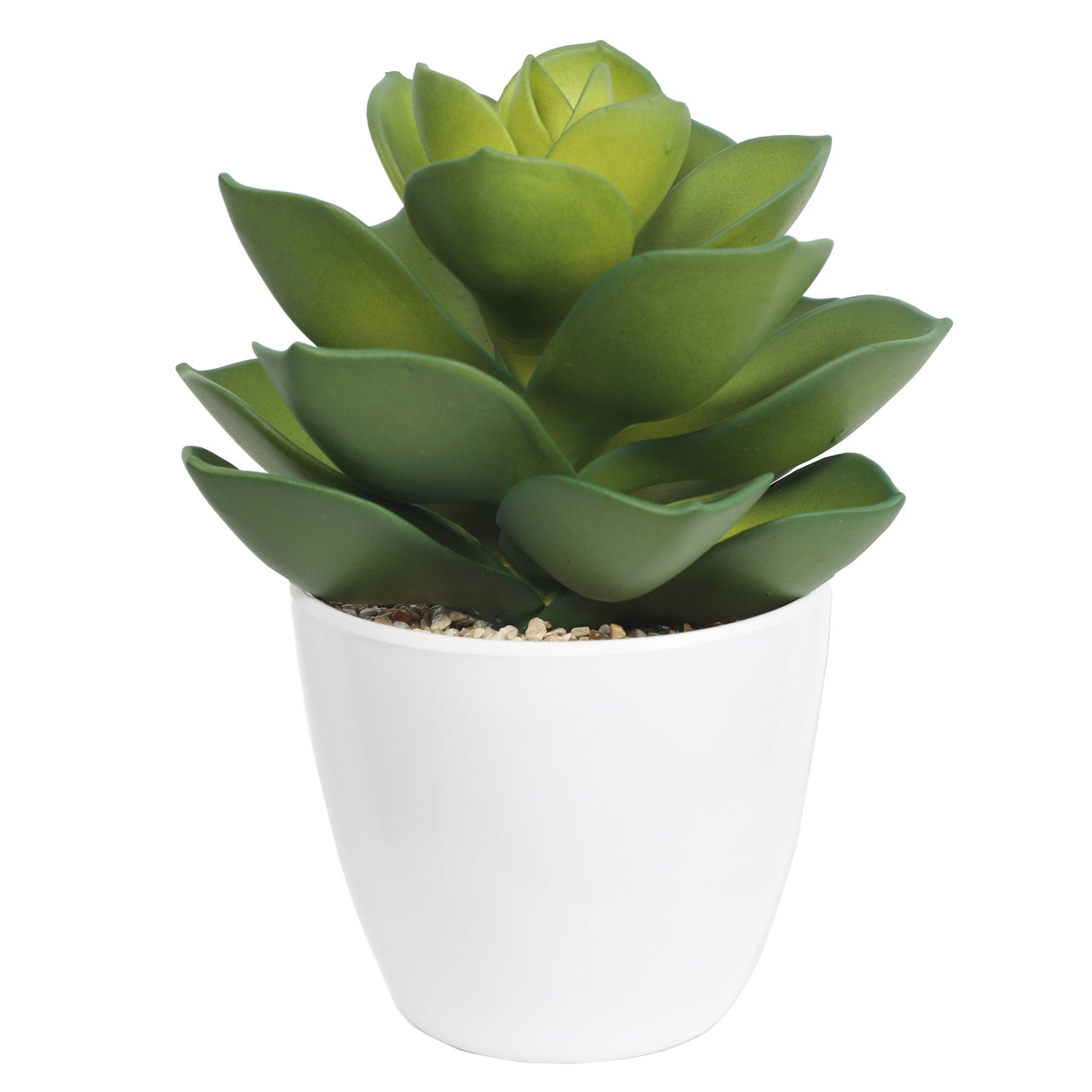 Succulent plants in plastic pot