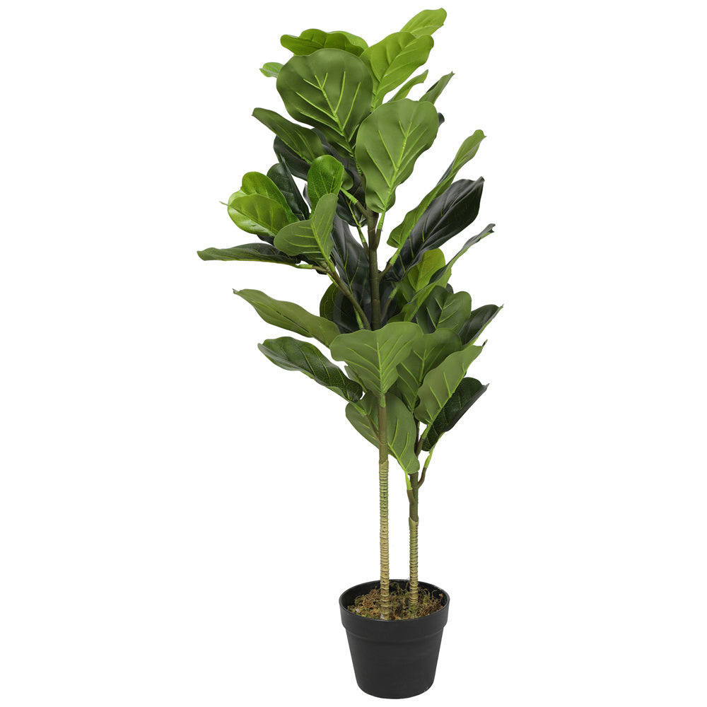Fiddle Leaf Fig Tree 2T 52LVS