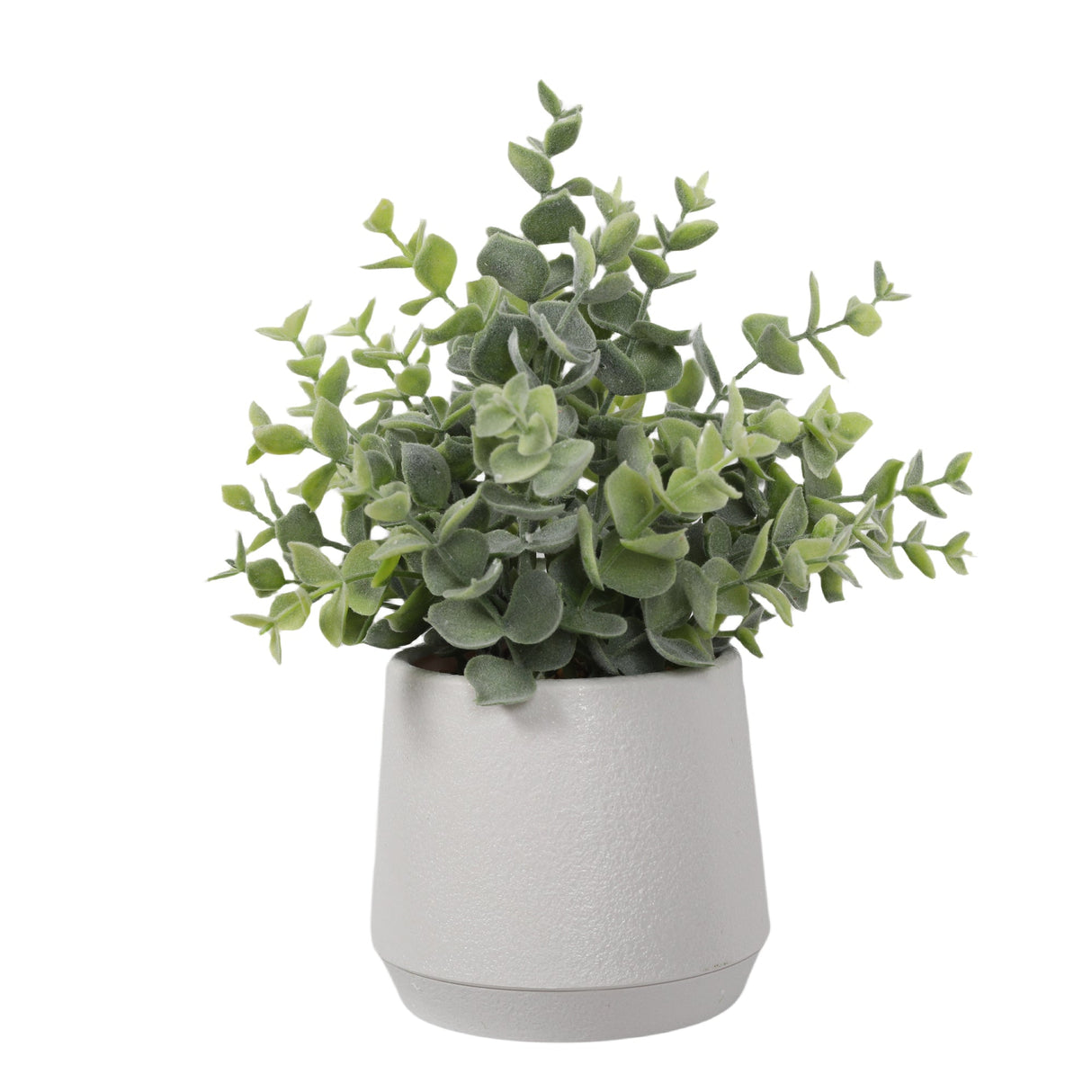 Boxwood 27CM