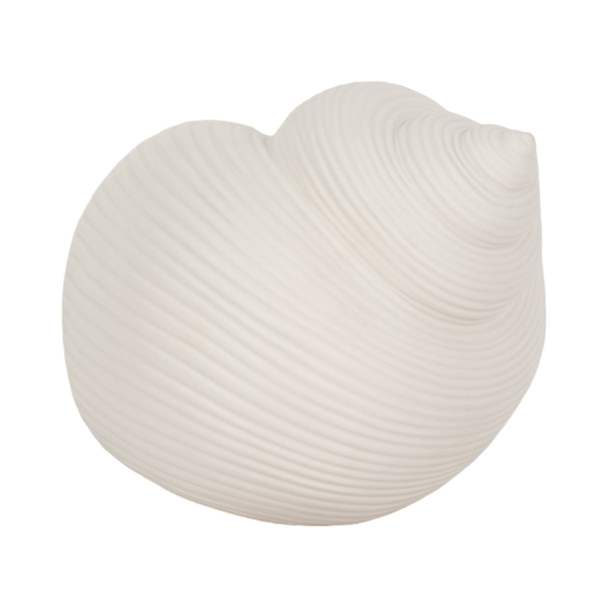 6" Bonnet Seashell, White