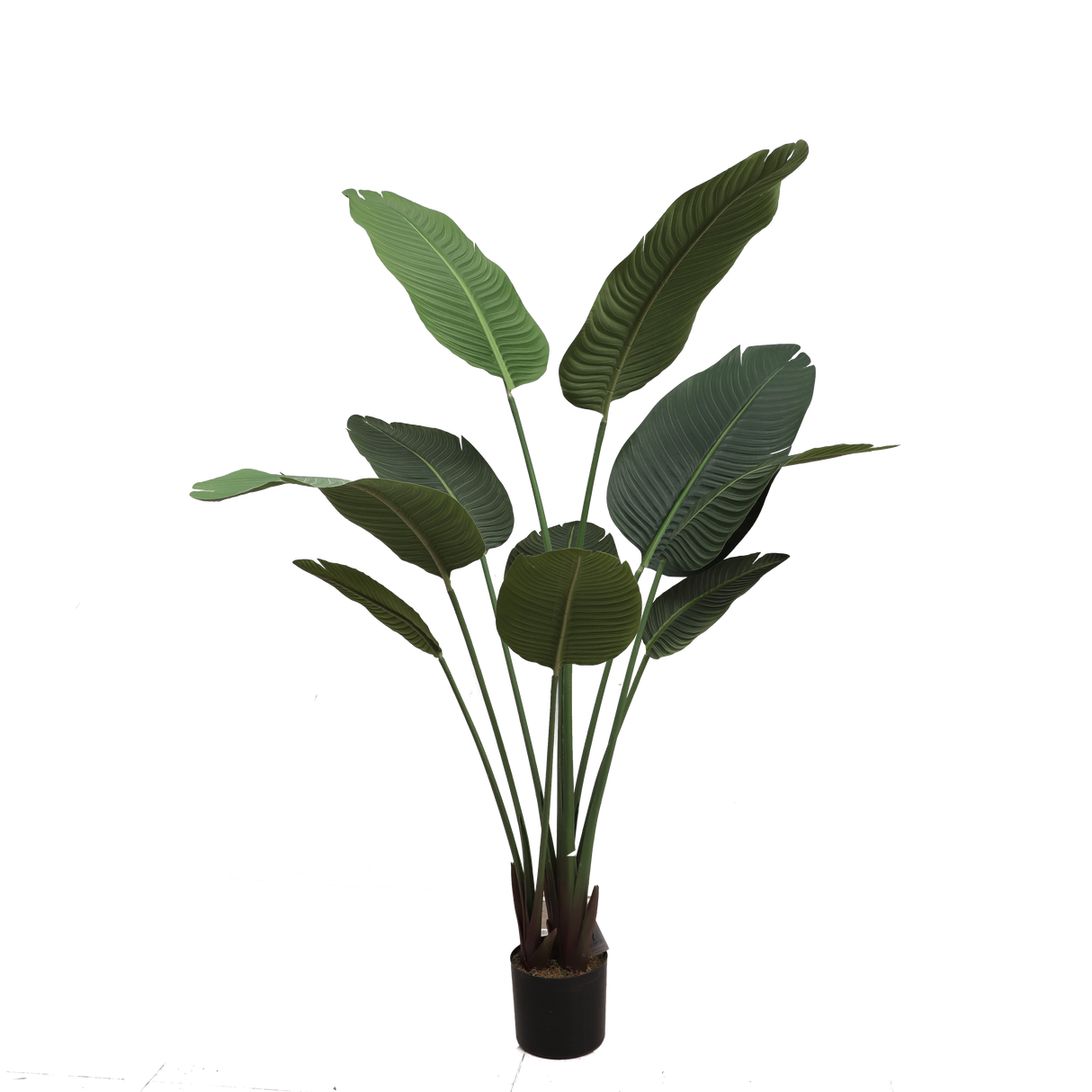 Banana tree