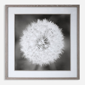 Dandelion Seedhead Framed Print