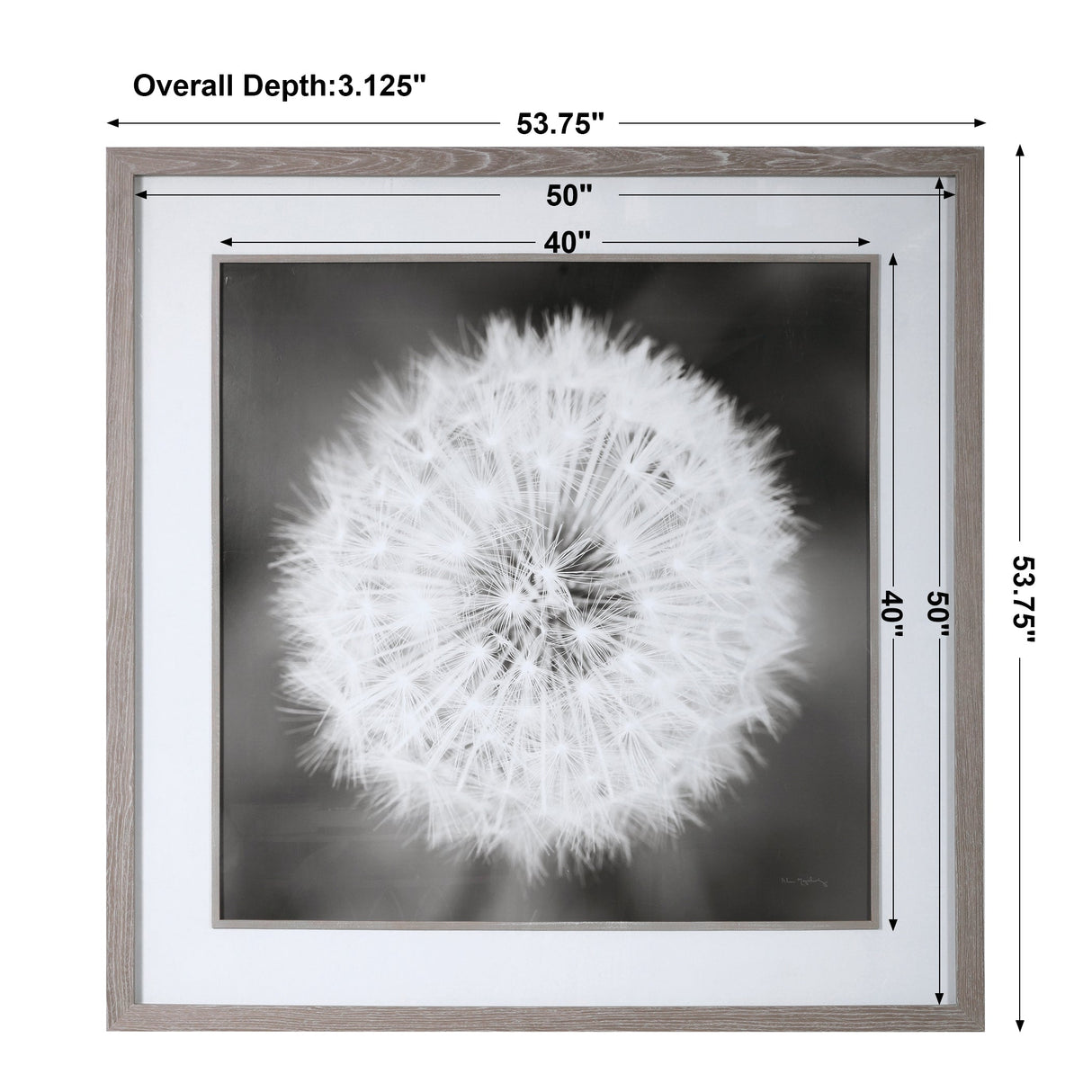 Dandelion Seedhead Framed Print