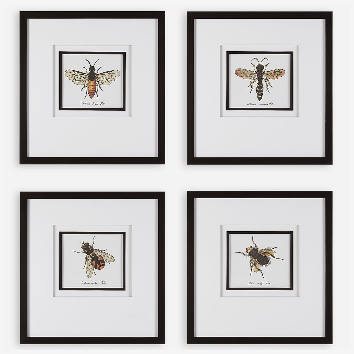 Anthophila Framed Prints, S/4