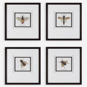 Anthophila Framed Prints, S/4