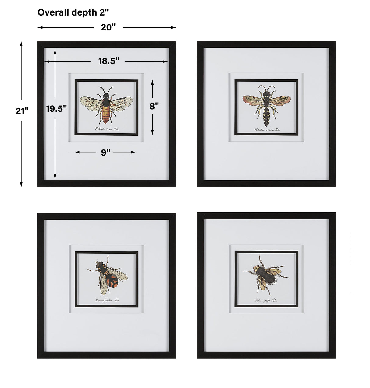 Anthophila Framed Prints, S/4