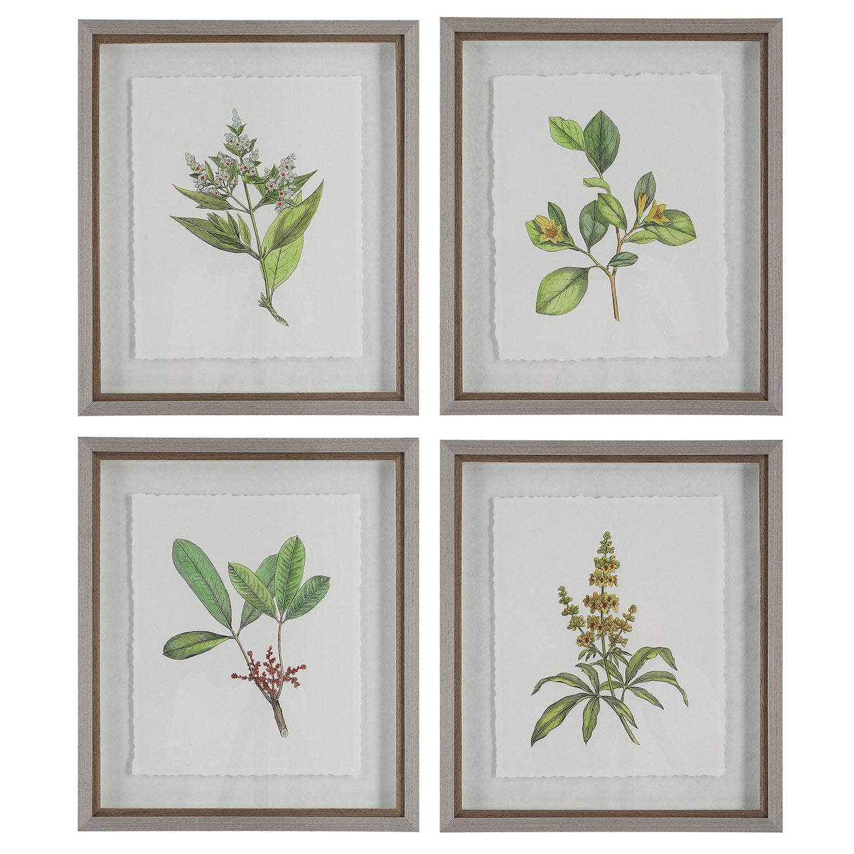 Wildflower Study Framed Prints, S/4