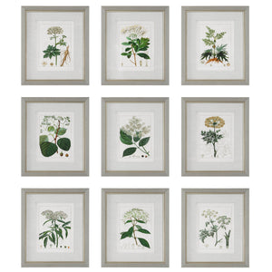 Antique Botanicals Framed Prints, S/9