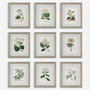 Antique Botanicals Framed Prints, S/9