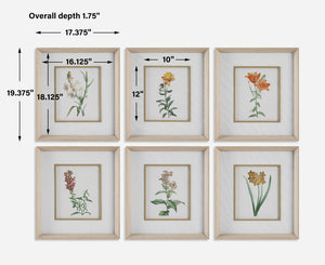 Uttermost Classic Botanicals Framed Prints Set/6