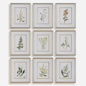 Botanical Flowers Framed Prints, S/9