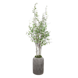 Aldis Potted River Birch