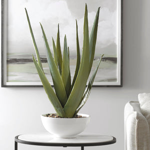 Evarado Aloe Planter