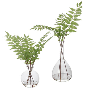 Country Ferns, S/2