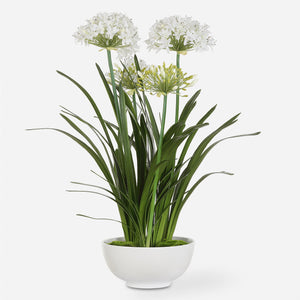 Purity Agapanthus Centerpiece