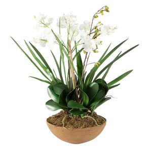 Moth Orchid Planter