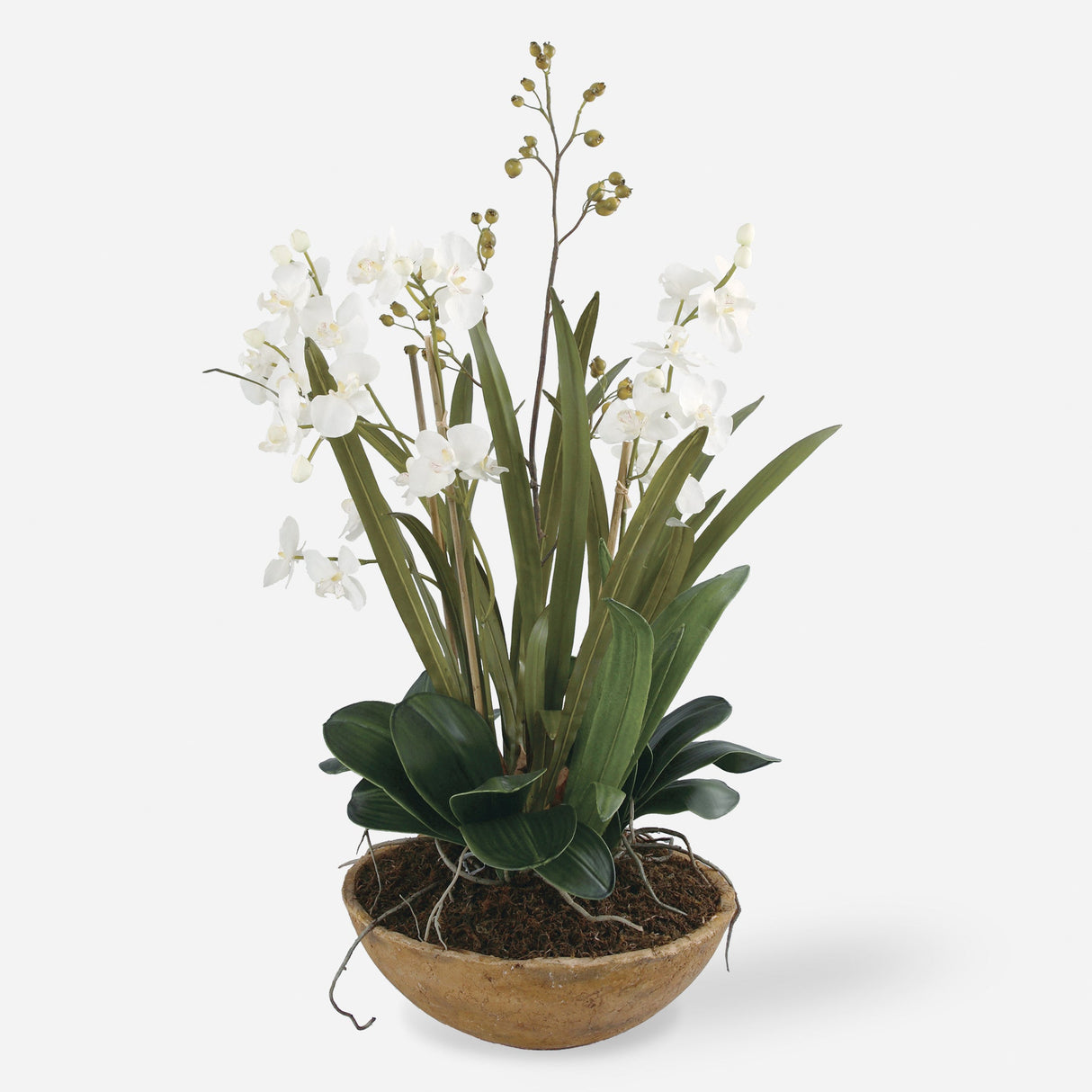 Moth Orchid Planter