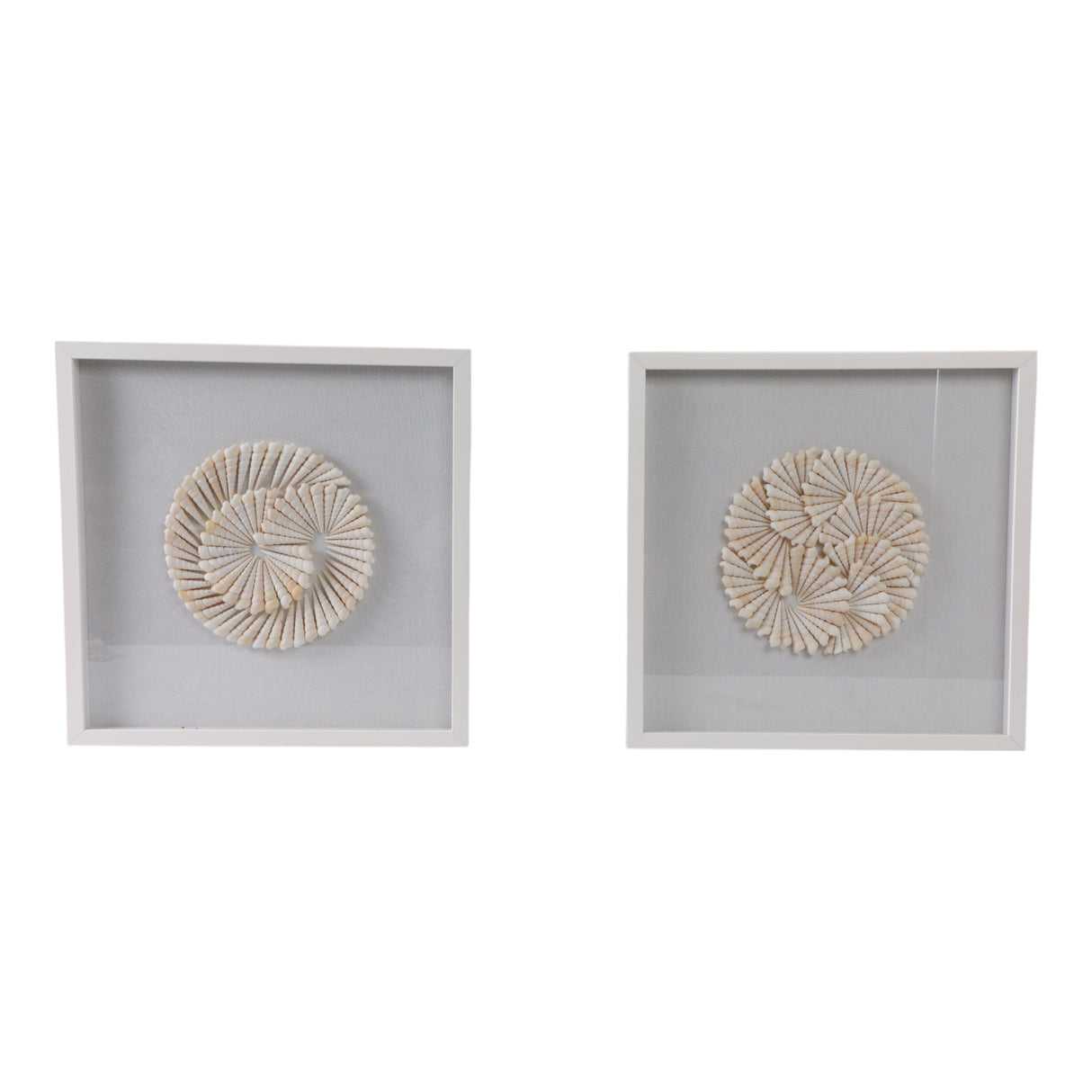 S/2 20x20 Atlantic Shell Shadowbox Art