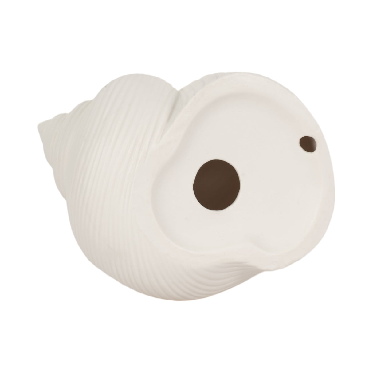 6" Bonnet Seashell, White