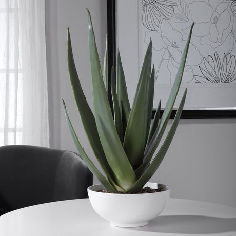 Evarado Aloe Planter